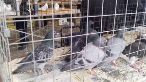 14.10.23 БОЛЬШАЯ СБОРНАЯ ЯРМАРКА ГОЛУБЕЙ. БРОННИЦЫ. Часть 3