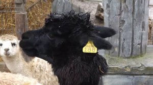 Крымский зоопарк | Окунитесь в мир животных