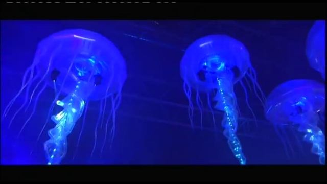 Sensation 2008 - The Show