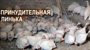 Цесарки, привезенные из ЗАО "Марийское", на принудительной линьке. КФХ Жданова