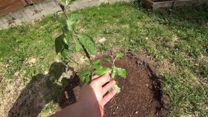 Яблоня! Сорт Голден Делишес