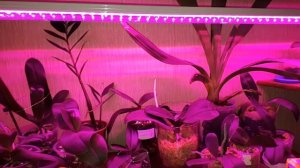 Фитолампы и Фитосветильники для Орхидей?? Нужно ли?