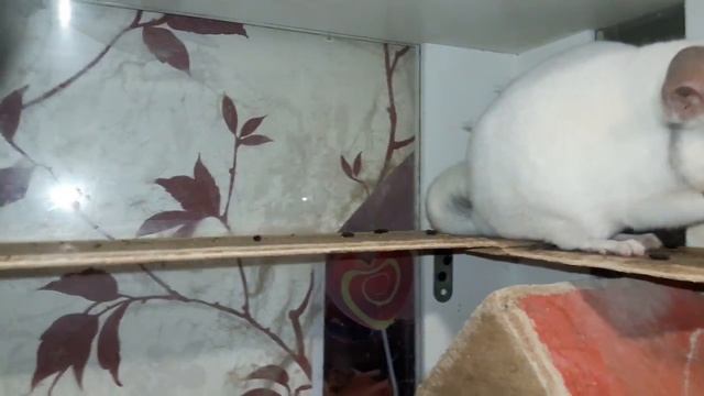 Второй Метод Ссаживания Одного Самца и Нескольких Самок! Полигамные Семьи Шиншилл??? смотреть онлайн