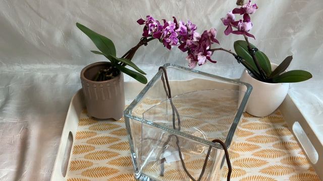 #групповая посадка# Ещё раз о групповой - индивидуальной посадке, как делаю это я смотреть онлайн