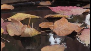 Бандик в лесу