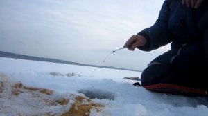 Подлещик Красногвардейского озера. Секреты рыбалки на подлещика