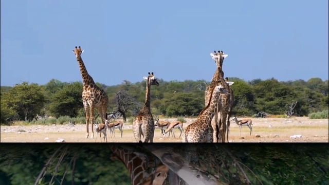 Природа и животный мир. САФАРИ.Красивые животные,красивая музыка-отдых для души. смотреть онлайн