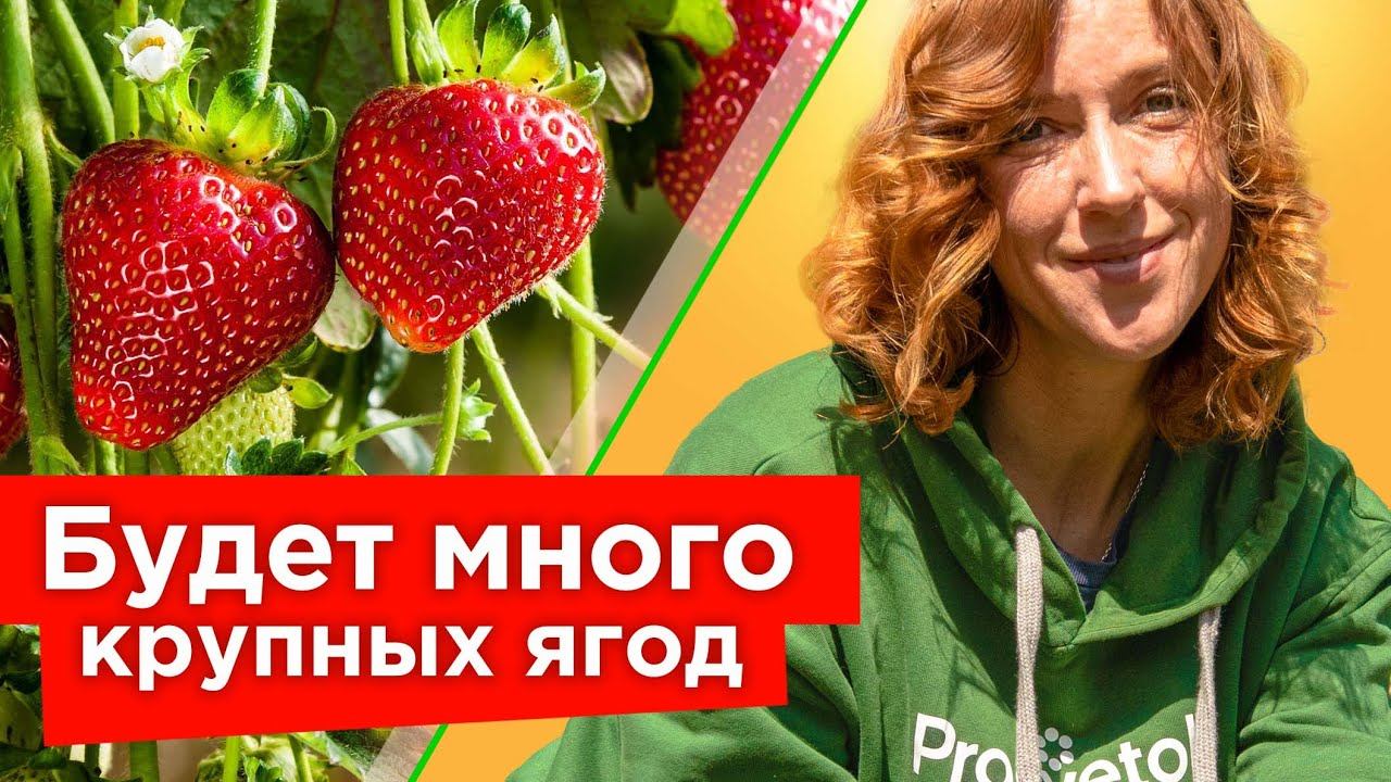 КЛУБНИКА ЦВЕТЕТ? Обязательно сделайте 4 важные работы, и она одарит вас крупными и сладкими ягодами