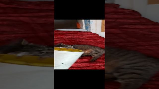 Оружие против лёхи смотреть онлайн