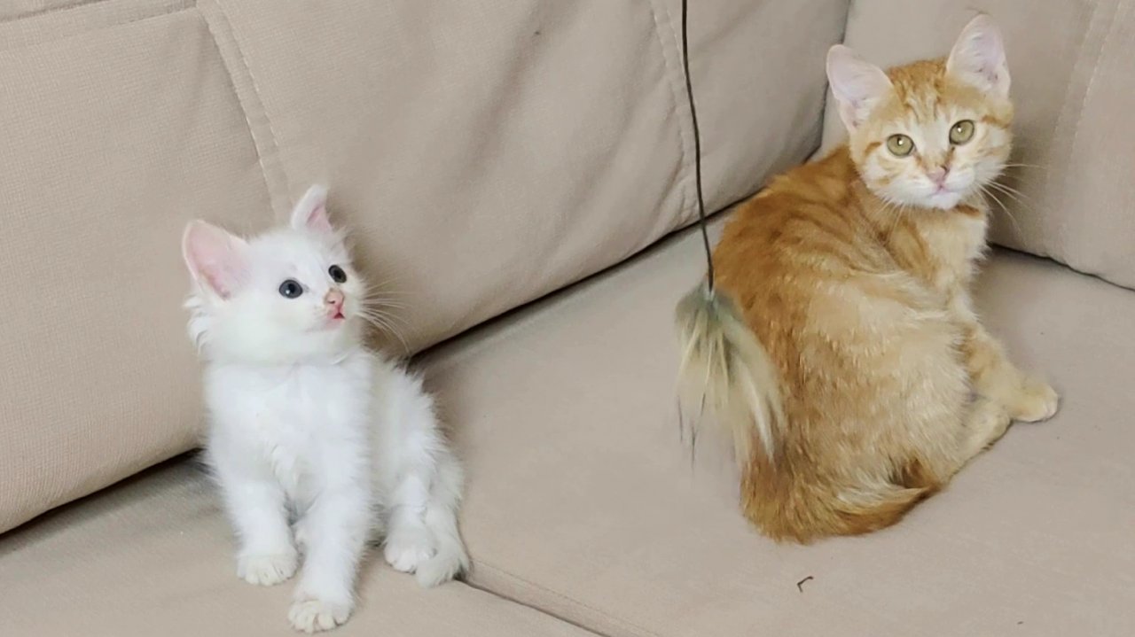 Котята играют с игрушкой на диване.