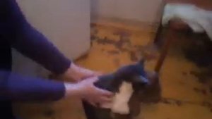 Кот трахает игрушку!