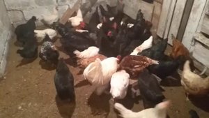 Кормление кур зимой,для хорошей яйценоскости.???