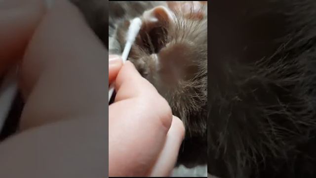 как правильно чистить уши котам или кошкам. Осторожно на видео присутствуют кадры с серой из ушей. смотреть онлайн