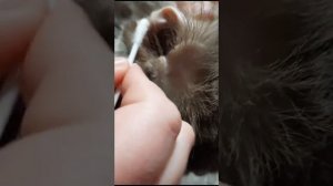 как правильно чистить уши котам или кошкам. Осторожно на видео присутствуют кадры с серой из ушей.