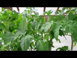 Приготовили лунки для посадки томатов,чем заправила/Как  обрезаю листья /Про обработку теплицы