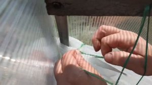 Притеняем томаты