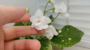 Фиалка ШН-Космическая Фея