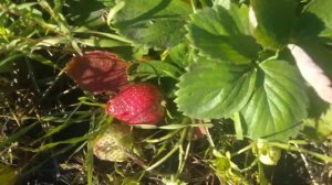 Клубника Мурано 25 октября/ Delicious strawberries on October 25 in the garden