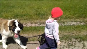 Дети выгуливают собаку. Московская сторожевая. Kids walk the dog.