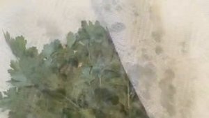 Как сохранить петрушку на зиму
