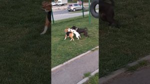 Айрис Бигль и Джек Рассел играют