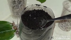 ЗАМИОКУЛЬКАС. Посадка замиокулькаса.