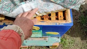 Сильная семья ч. 1. Долгоживущая пчела. Как перезимовали на полном гнезде. Весеннее развитие.