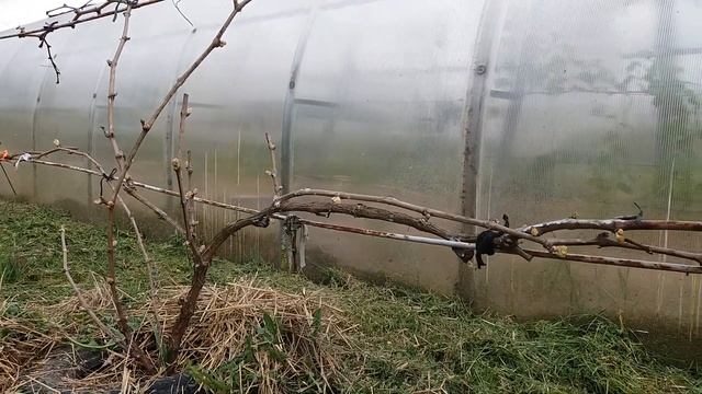 Калининградский виноград. Очень тепло и собирается гроза смотреть онлайн