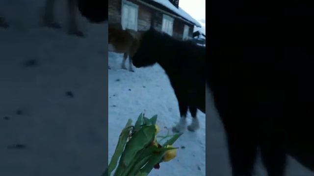 Едят ли лошади тюльпаны? смотреть онлайн