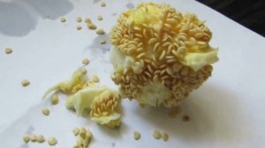 Как вырастить болгарский перец как в магазине? Мой опыт.