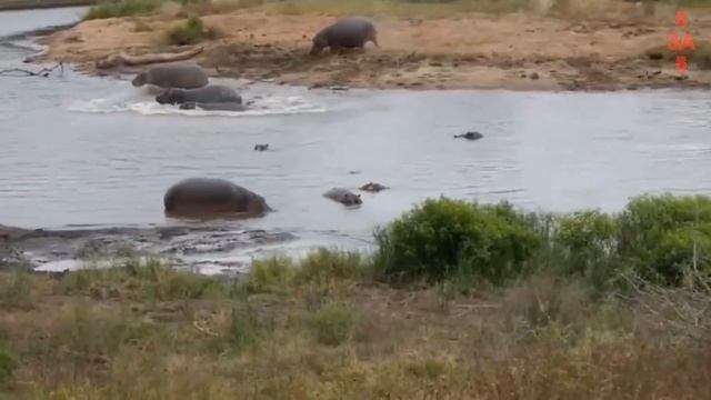 Бегемоты спасли антилопу от крокодилов! Невероятные случаи, снятые на камеру "за 5 минут" смотреть онлайн