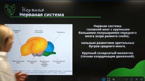 Как они взлетели? Тип хордовые. Класс птицы