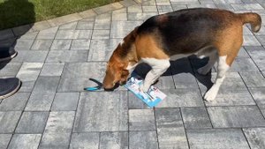 БАТЯ ЗАСТАВИЛ ШЕРЛОКА МЫТЬСЯ, ЧИСТИТЬ ЗУБЫ И СТРИЧЬ НОГТИ. БРОС ШОУ ПЕТ