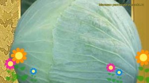 Капуста белокочанная Леннокс f1. Краткий обзор, описание характеристик, где купить семена Lennoks f