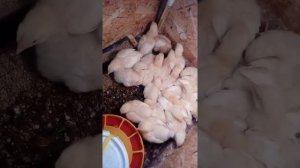 Цыплята Бройлеры 7 дней чихают