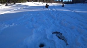 3 дня в тайге, ловим хариуса. Супер клёв продолжается!!!  Уха из хариуса. Заключительная часть. #3