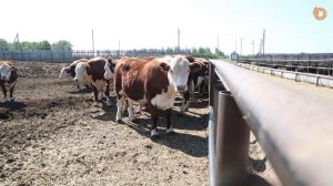 БЫК ВЕСОМ В 1 ТОННУ | АГРОЭКСПЕДИЦИЯ