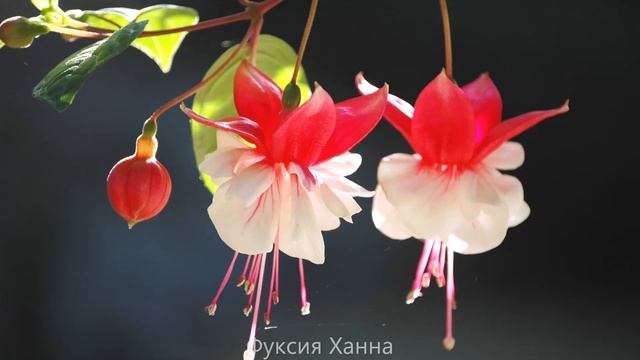 "Утончённость Фуксии"