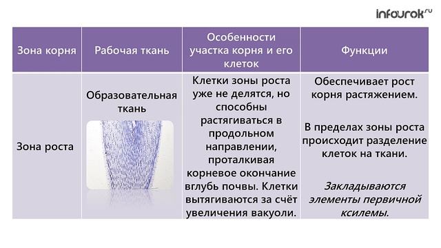 Зона всасывания образована тканью. Таблица зоны корня 6 класс биология. Ткани корня. Зона деления корня функции. Особенности зоны роста корня.