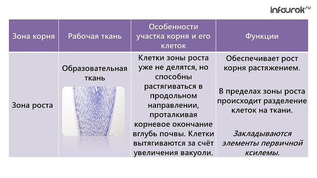 Функции тканей биология 6 класс. Зона корня особенности и функции. Зона всасывания корня особенности строения. Зона роста корня функции. Зоны корня особенности строения и функции.