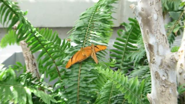 Lewis Ginter Botanical Garden May 22, 2014 butterflies mating смотреть онлайн