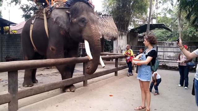 Как я кормила слона на Бали смотреть онлайн