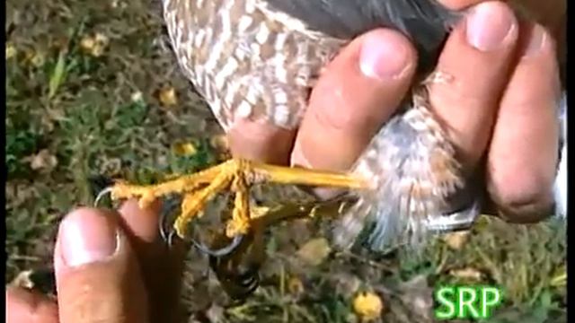 Wild About Animals -- Hawk Ridge смотреть онлайн