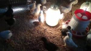 цыплята адлерская серебристая возраст 1 неделя???