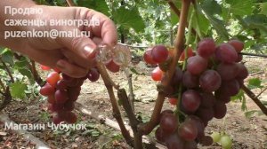 Виноград Овация - очень раннего срока созревания (Пузенко Наталья Лариасовна)