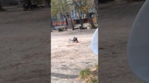 Весна, брачные игры животных.