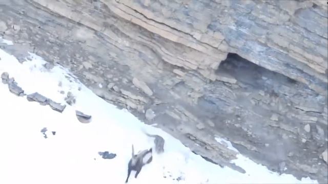 Снежный барс. Охота на козерога. Роковое падение в бурную реку. смотреть онлайн