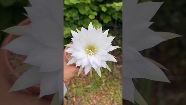 Echinopsis Subdenudata flower time lapse | #shorts