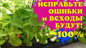 ИСПРАВЬТЕ ОШИБКИ и ВСХОДЫ БУДУТ! Сеем ПЕТУНИЮ БЕЗ ПИКИРОВКИ!