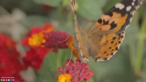 Остановись постой